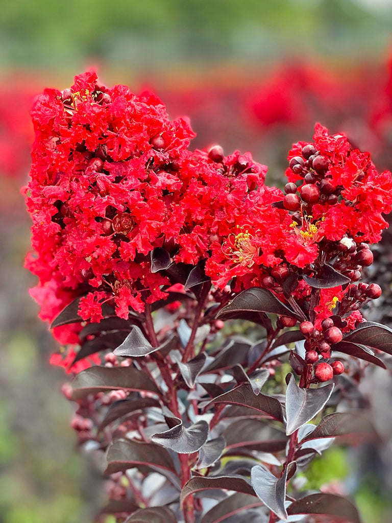 Lagerstroemia 'Ruffled Red Magic