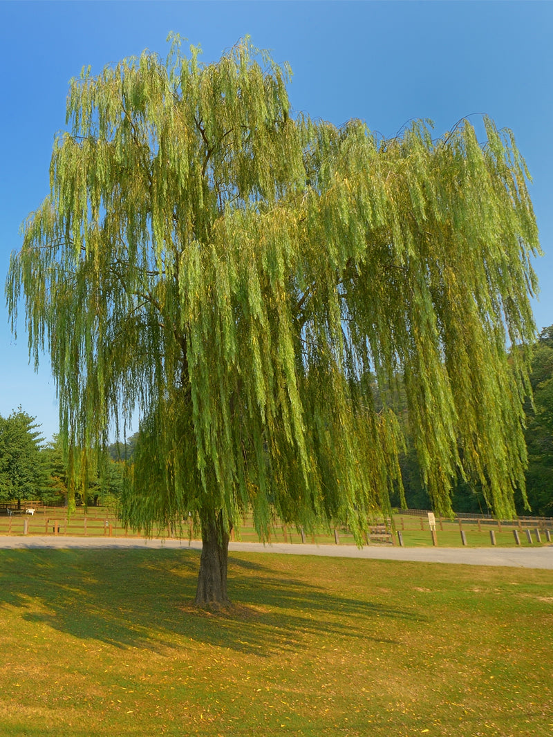 Weeping_Willow_800x.jpg