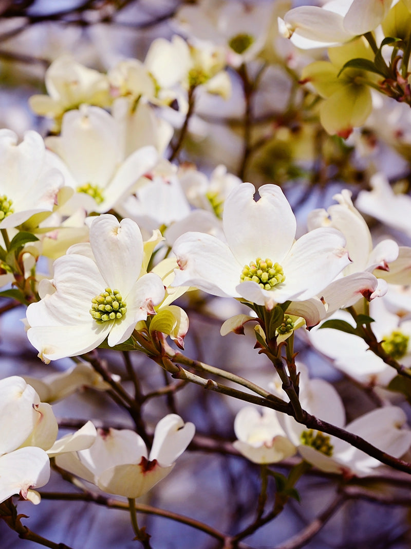 where is the best place to plant a dogwood tree