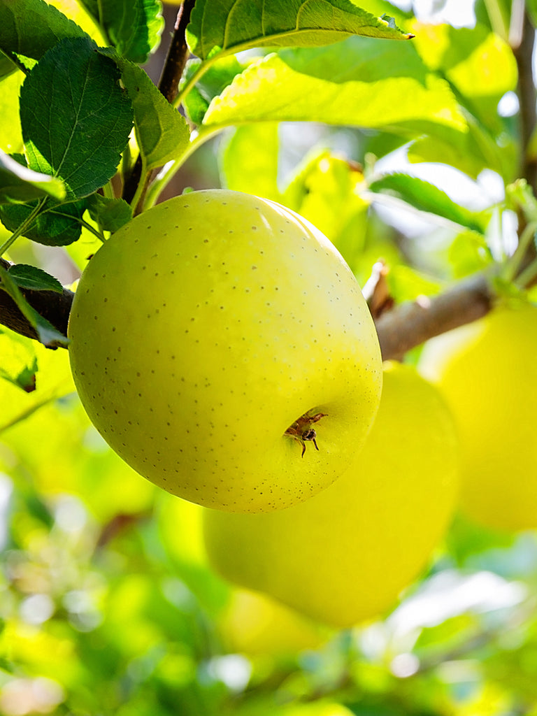 Golden Delicious Apples Information and Facts