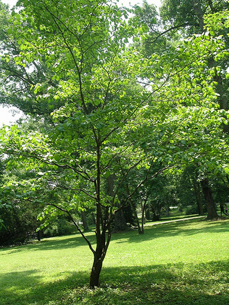 how much does a dogwood tree grow each year