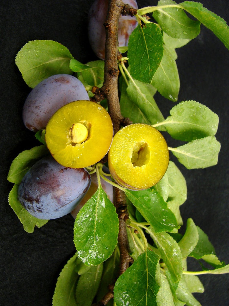 Plum Trees - Methley