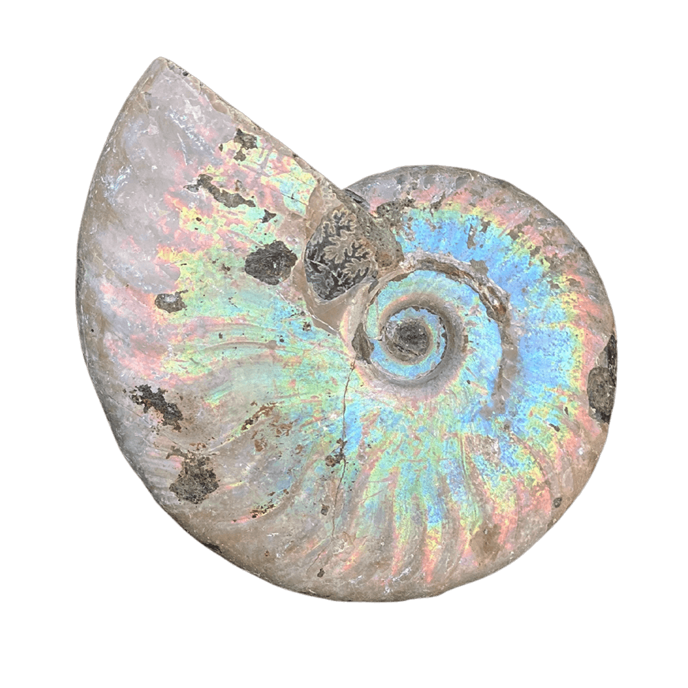 Image of Rainbow Ammonite Fossil