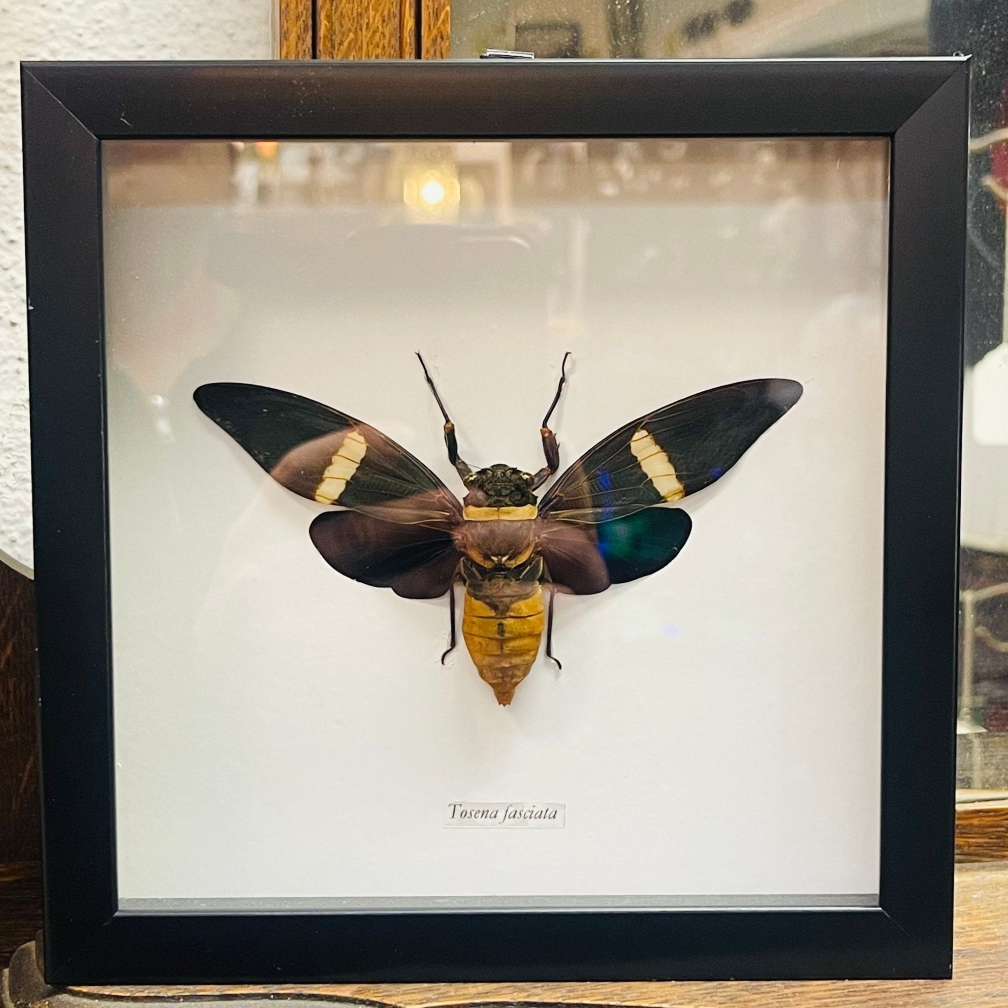 Velvet Cicada Specimen In Black Shadowbox Frame