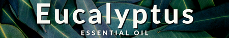 Eucalyptus Essential Oil