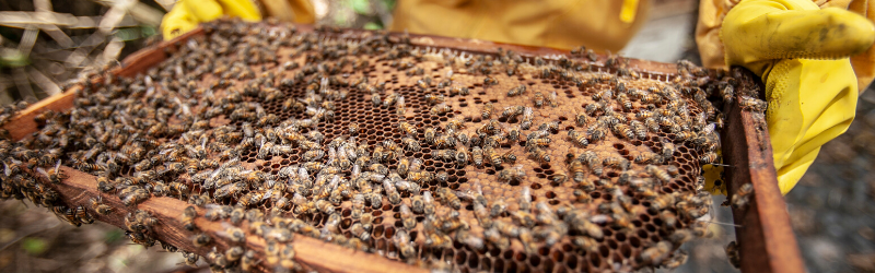 wintergreen essential oil beekeeping