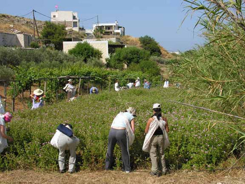 Harvesting Rose Geranium for distillation