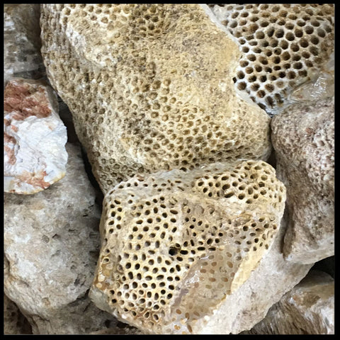 Agatized Coral, Indonesian | The Gem Shop, Inc.