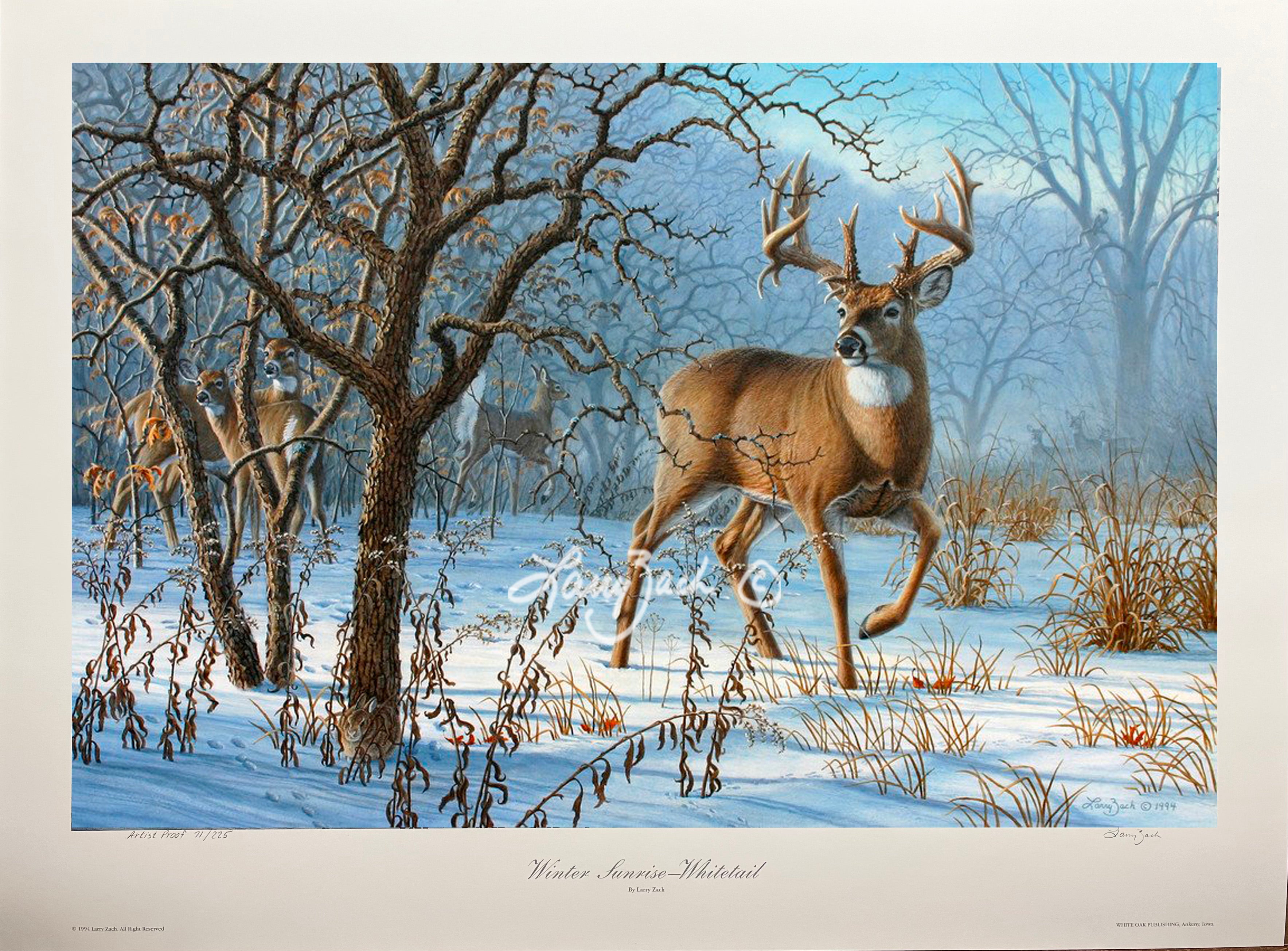 Winter Sunrise Whitetail Larry Zach Wildlife Art