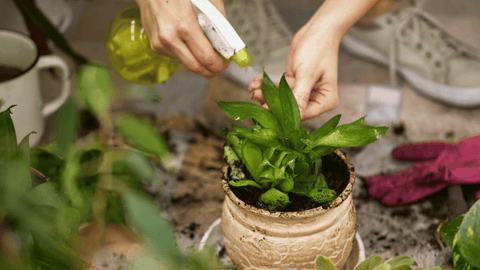 castile soap natural plant spray