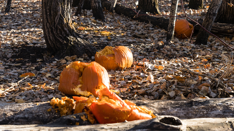 waste from pumpkins halloween