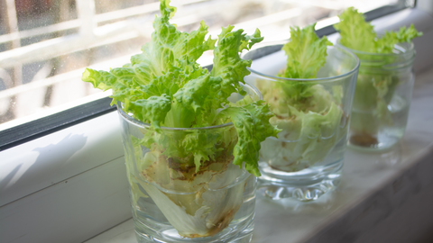 regrowing romaine from cutting