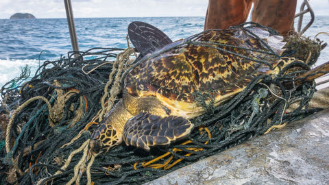 Turtle Bycatch in net