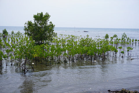 Mangroves restoration