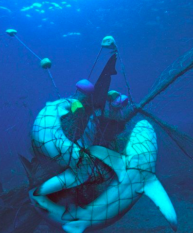 more than 2 Sharks catch by ghost net