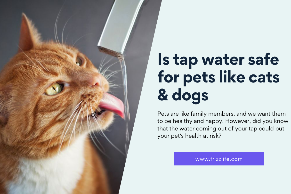 can-tap-water-cause-diarrhea-in-dogs