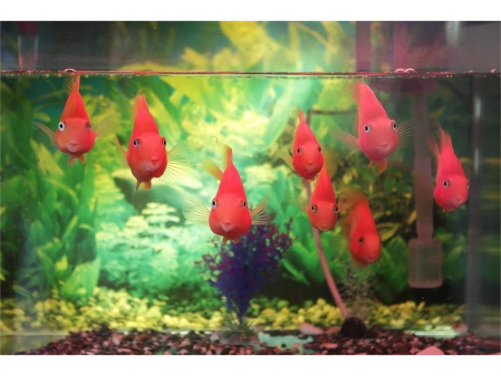 eau filtrée pour aquarium