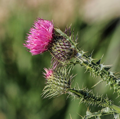 A milk thistle plant