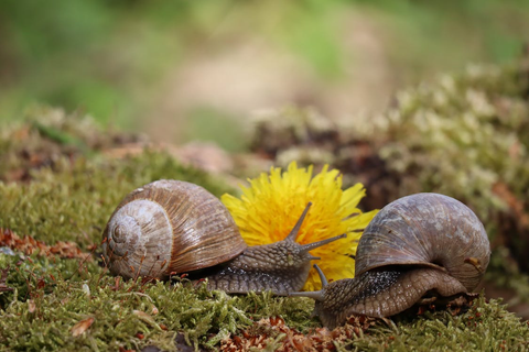 Two snails and a dandelion flower
