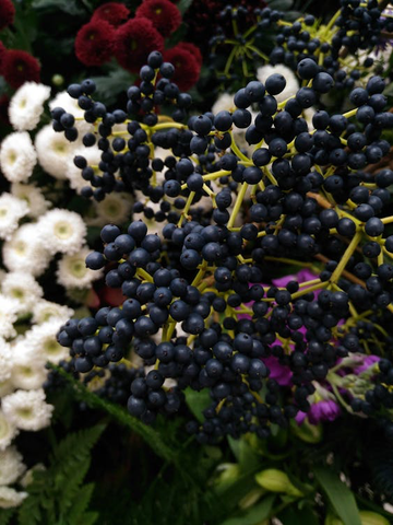 A tree of elderberries