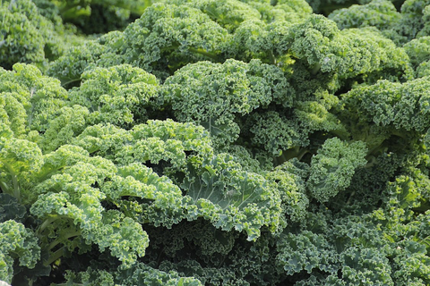 A green plant; kale