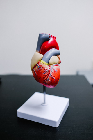 A model of a heart