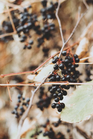 A cluster of elderberries