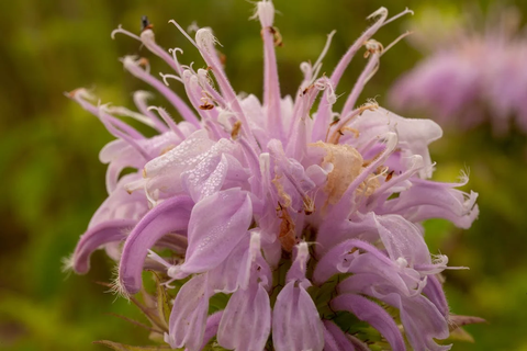 A purple Bergamot flower