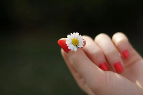 A hand with red nail polish, holding a flower