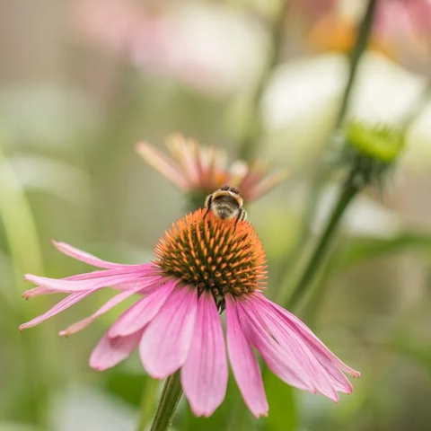 A bee on an echinacea flower