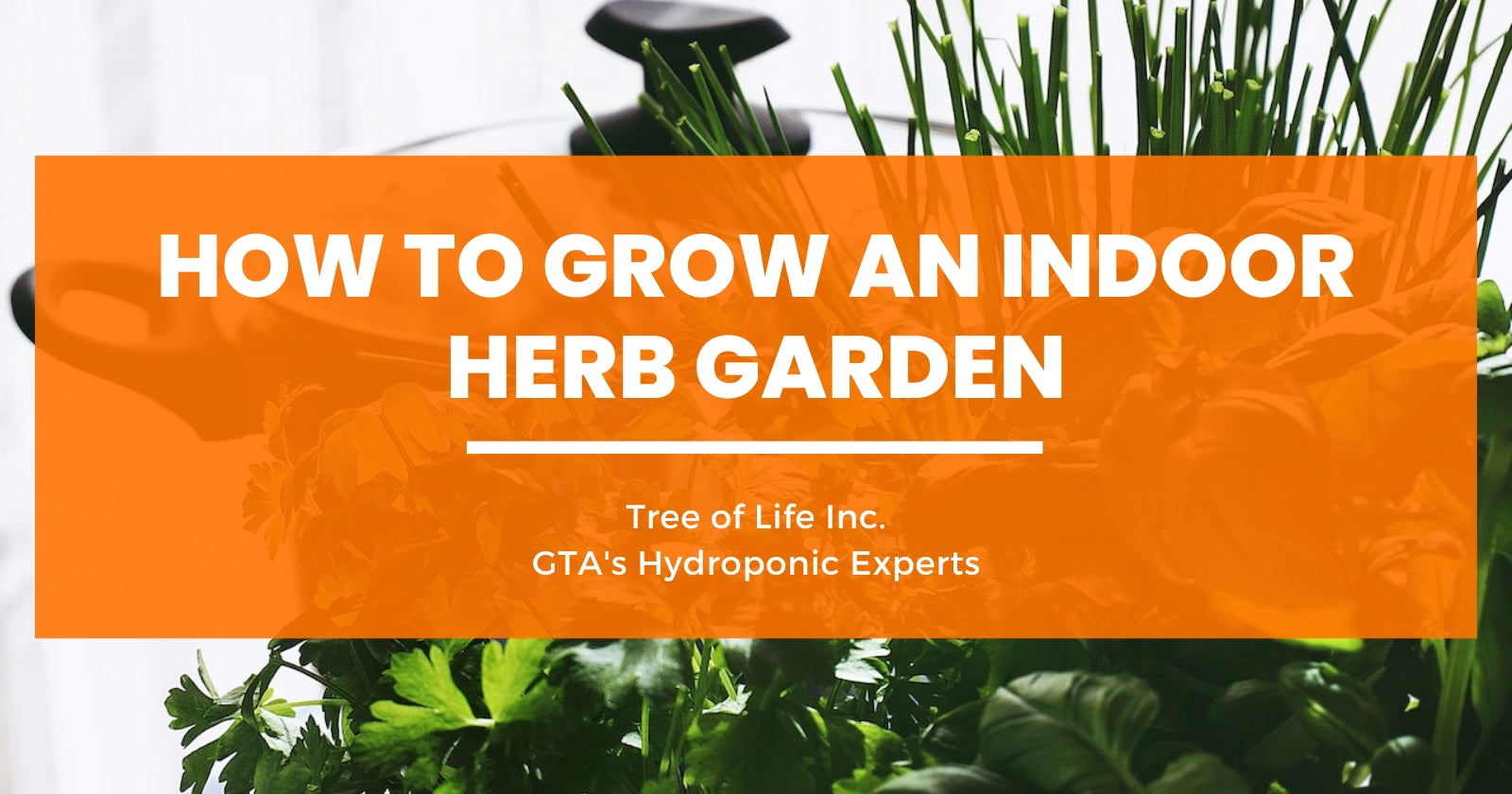 How to Grow and Indoor Herb Garden