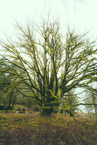 arbre de vie hiver