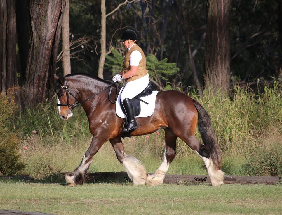 plus size dressage boots