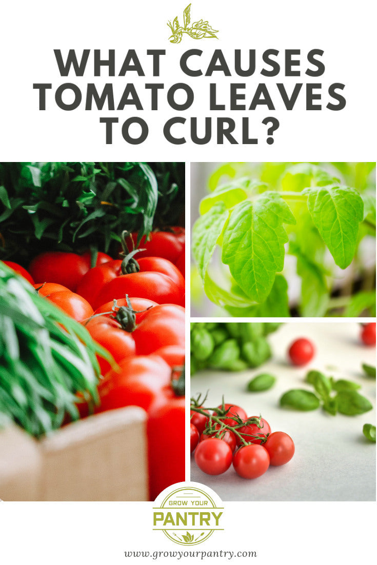 what_causes_tomatoes_to_curl_infographic