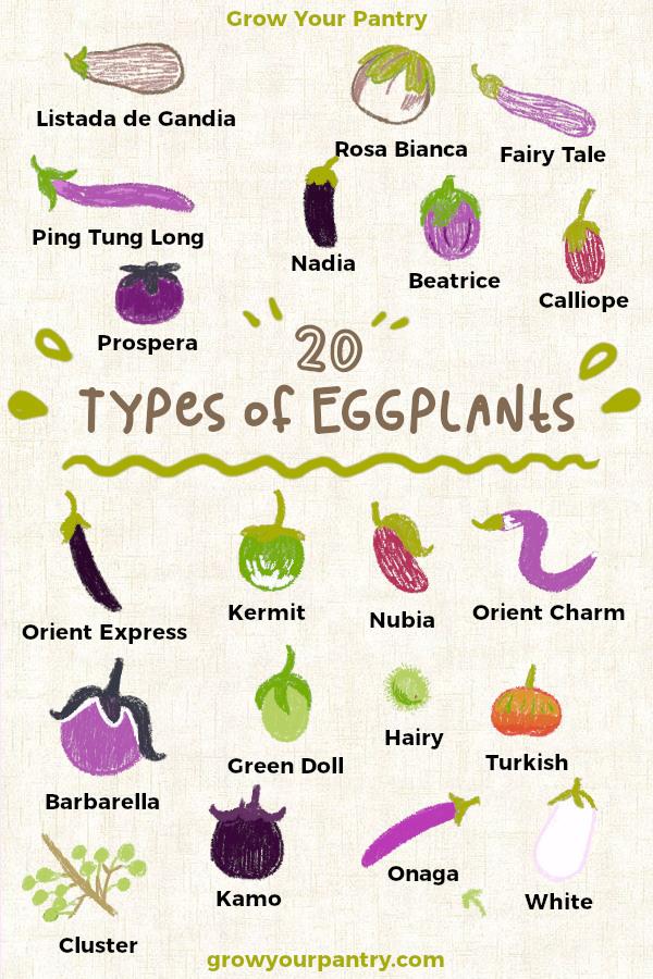 eggplant_illustrations