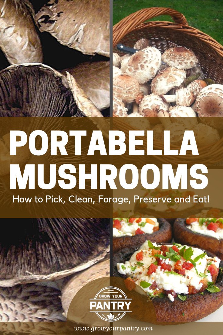Portabella Mushrooms: The Complete Guide