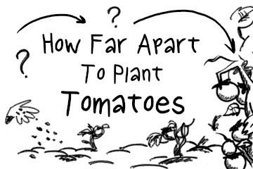 how_far_apart_to_plant_tomatoes