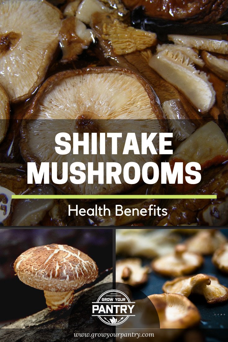 shiitake_mushroom_infographic