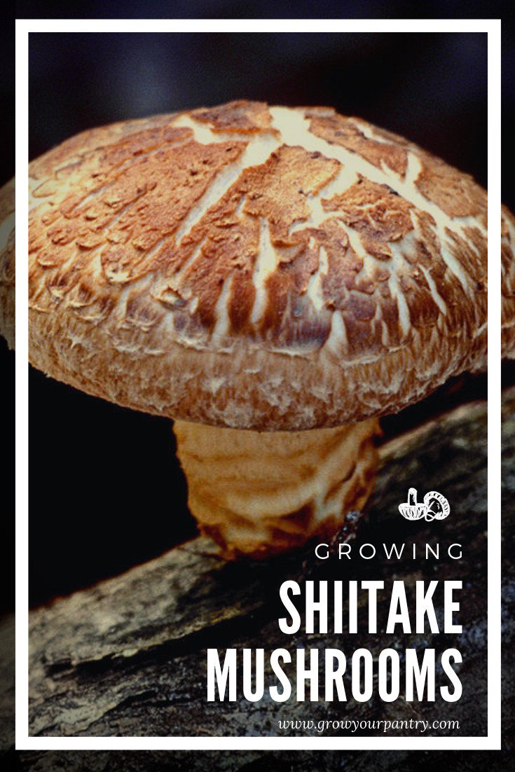 A Complete Guide to Shiitake Mushrooms