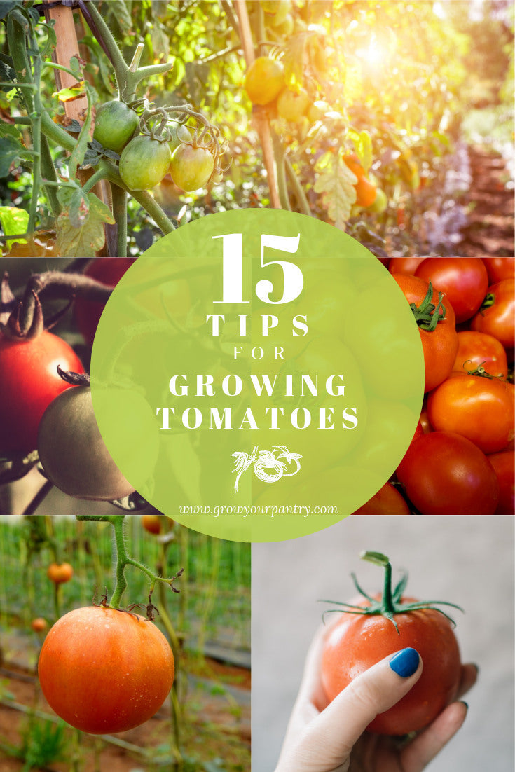 15_tips_for_growing_tomatoes_infographic