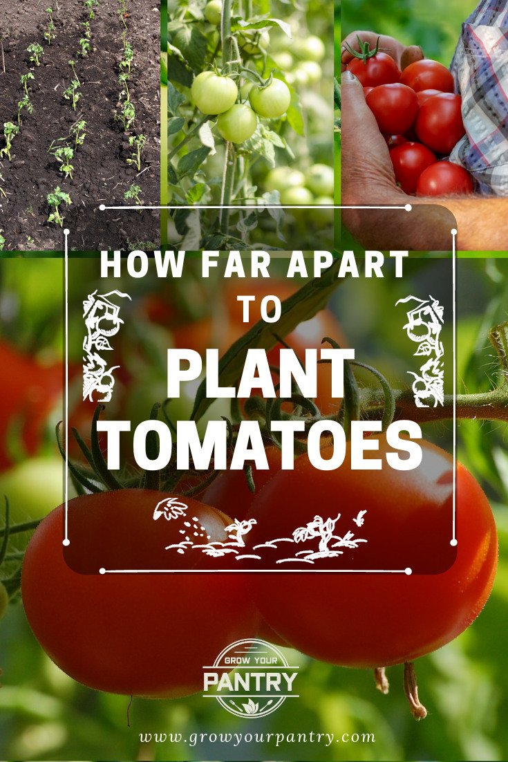 How Far Apart To Plant Tomatoes? The Quick Answer