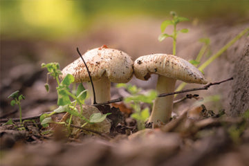 mushrooms_groring_from_ground