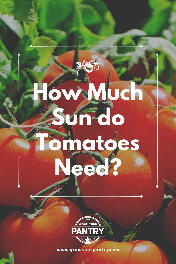 how_much_sun_do_tomatoes_need_infographic