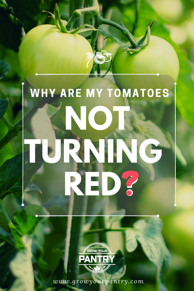 tomatoes_not_turning_red_infographic