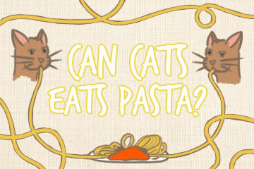 can_cats_eat_pasta_infograpghic