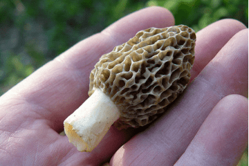morel_mushrooms_in_hand