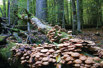 mushroom_log_growing_wild