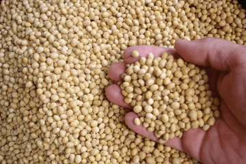 soybeans