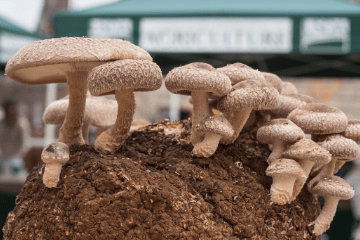 mushrooms_cultivated_at_home