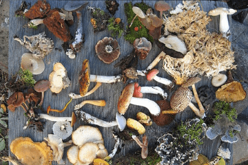 mulitple_types_of_mushrooms_on_a_table